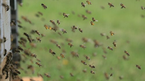 CALAMITES AGRICOLES APICULTURE