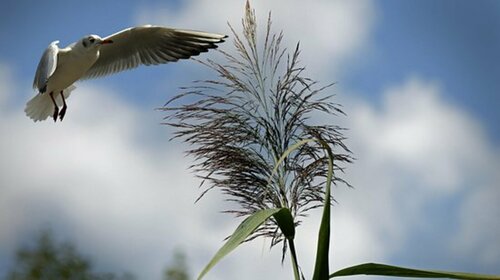 INFLUENZA AVIAIRE