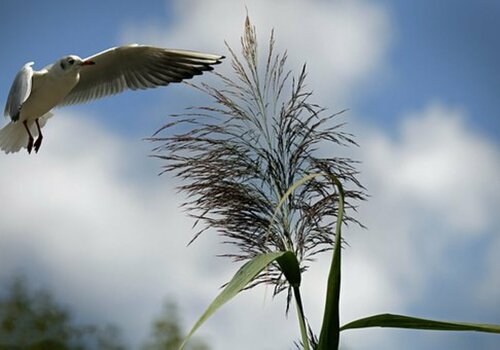 INFLUENZA AVIAIRE
