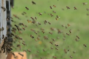 CALAMITES AGRICOLES APICULTURE