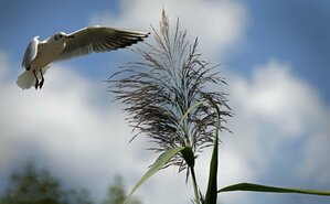 INFLUENZA AVIAIRE