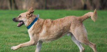 EDUCATEUR CANIN - EDUC'N FUN 