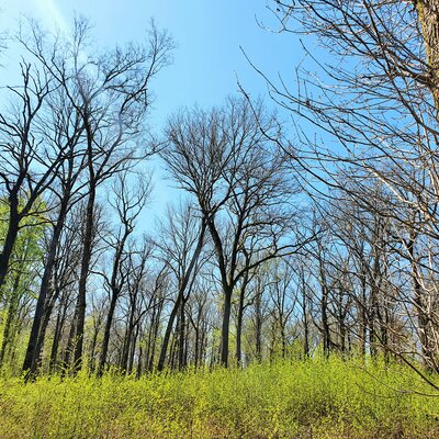 Randonnée Forêt de Bussy en Othe